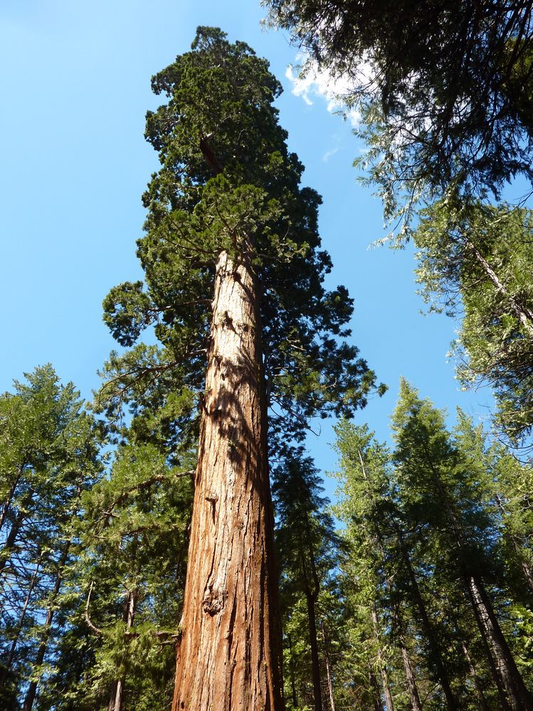 big tree state park (33).JPG